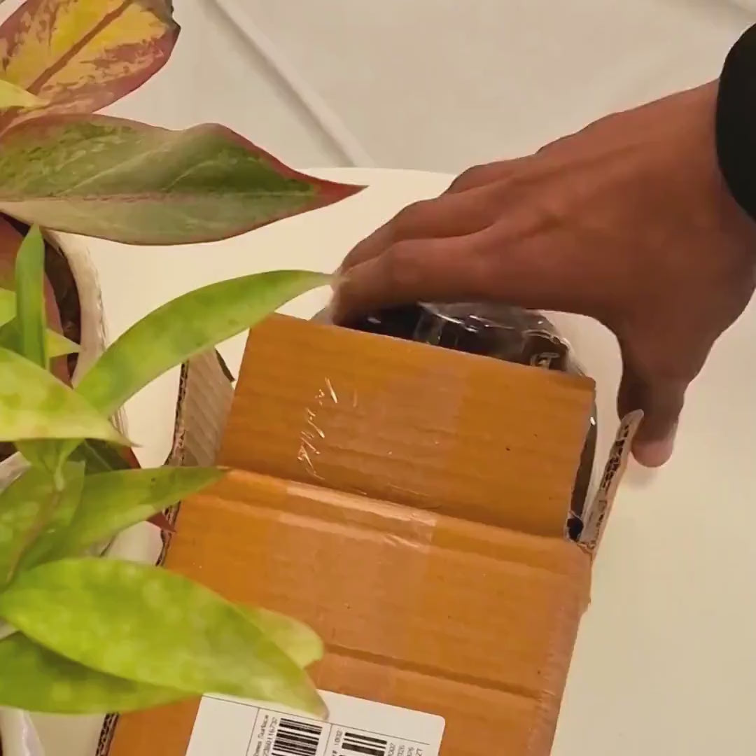 Hanuman Ji Wooden Key Holder for Wall